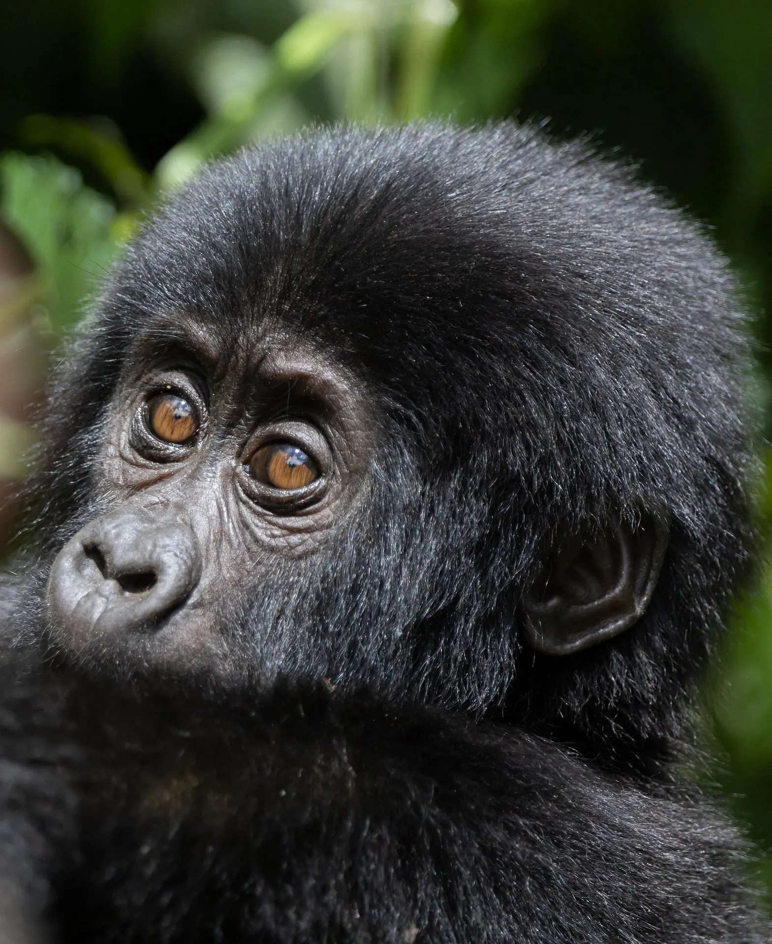 Baby gorilla in Uganda